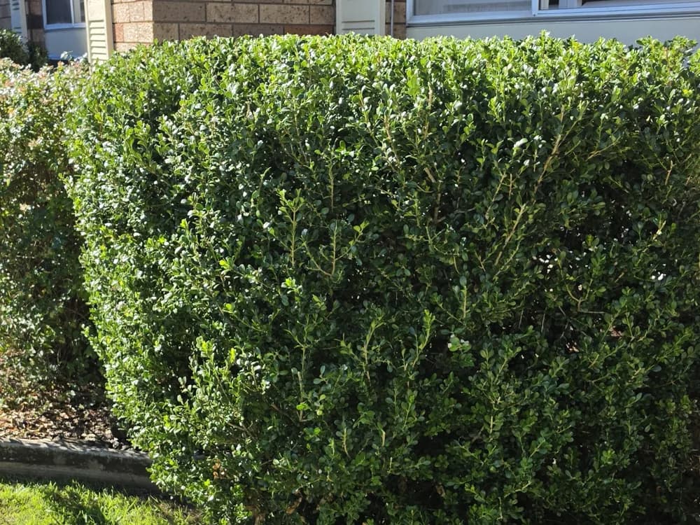 A neatly trimmed hedge and edged lawn at a Western Sydney home, by Black Cat