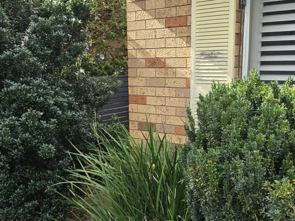 A rounded, neatly trimmed hedge against a brick home