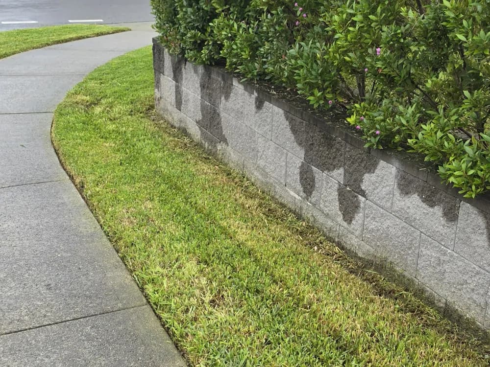 A crisply edged garden bed and hedge beside a front path in Western Sydney