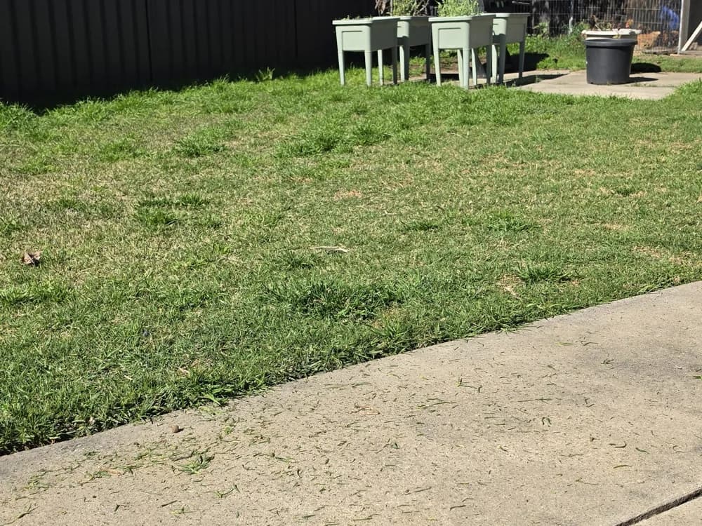 A freshly mowed back lawn tidied by Black Cat Pest Control and Lawn Care