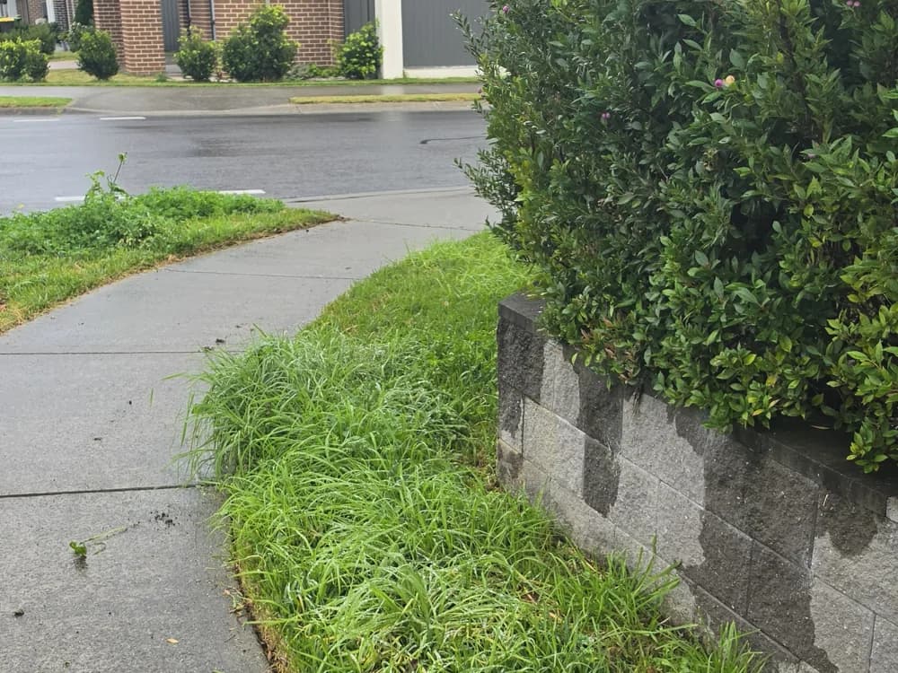 An overgrown, weedy nature strip before Wayne mowed it
