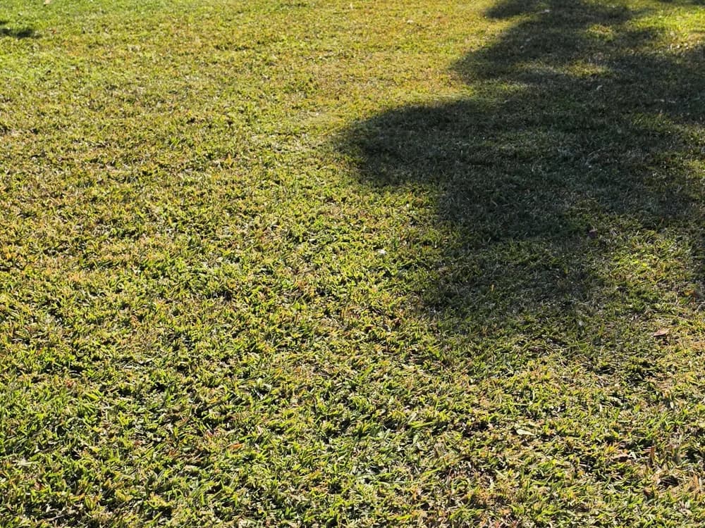 A neatly mown front lawn finished by Wayne of Black Cat Pest Control and Lawn Care