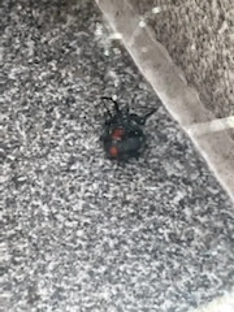 A redback spider found on the job