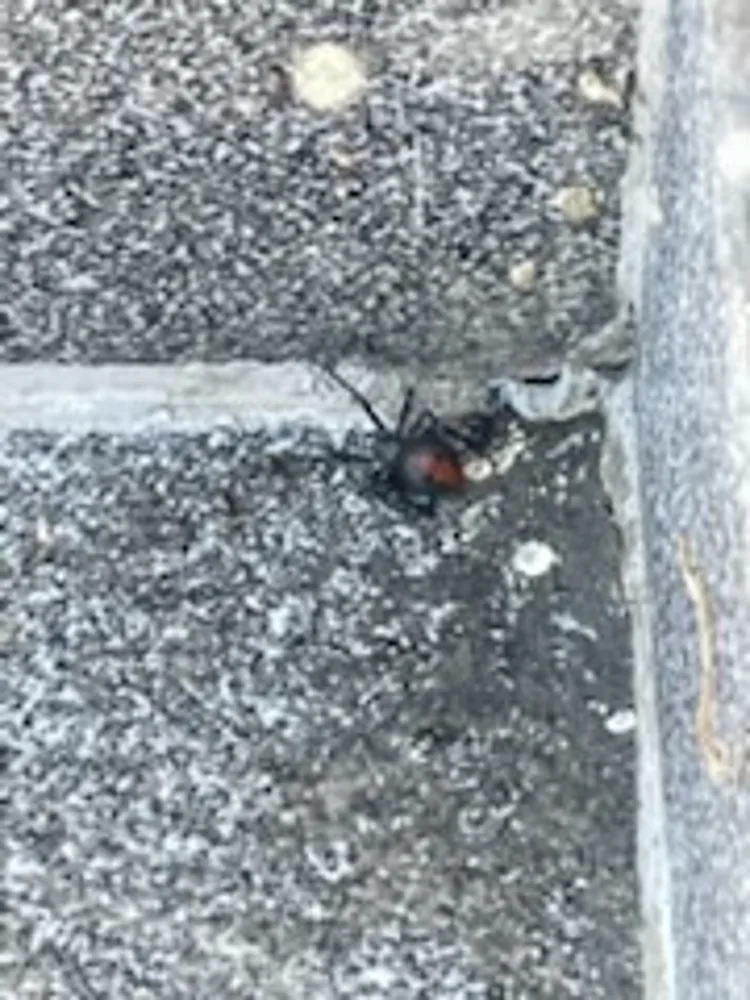 A redback spider in a concrete corner