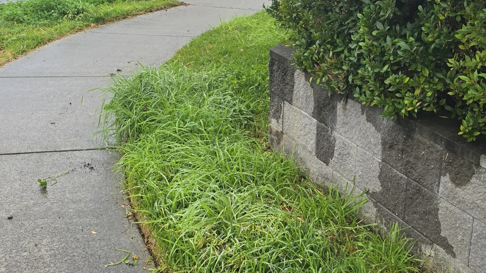 A mowed nature strip and edged footpath on a quiet street